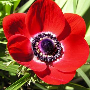 Anemone Carmel Red