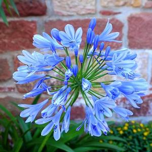 Agapanthus Blue