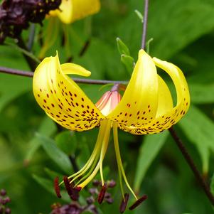 Lilies Asiatic Leightlinii