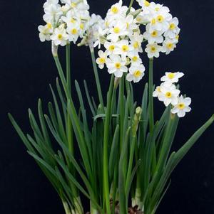 Narcissi Wintersun