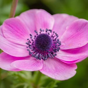 Anemone Galilee Pink