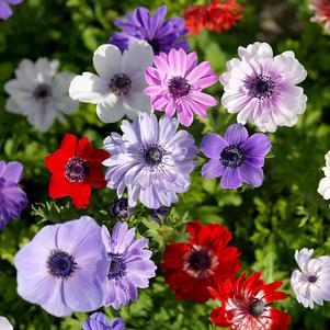 Anemone Coronaria De Caen