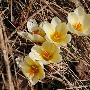 Crocus Cream Beauty