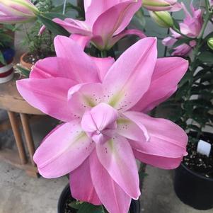 Lilies Double Oriental Lotus Elegance