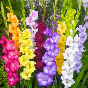 Gladiolus Mixed