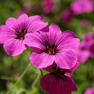 Geranium Patricia