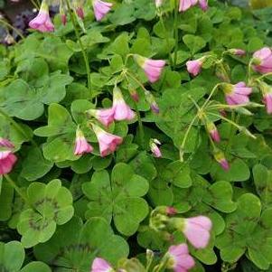 Oxalis Tetraphylla Deppii