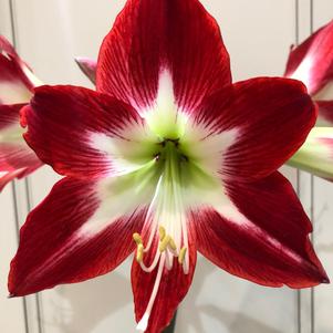 Hippeastrum Holland - Diamond Type Tres Chic