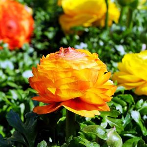 Ranunculus Tecolote Sunset