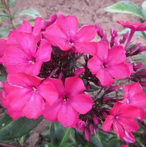 Phlox Paniculata Starfire