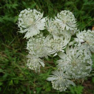 Astrantia Sparkling Stars White