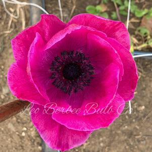 Anemone Jerusalem Pink