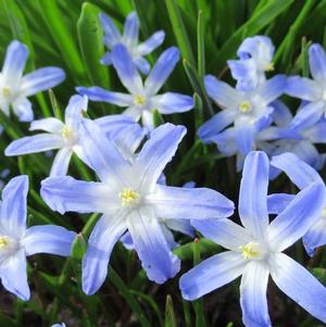 Chionodoxa Luciliae