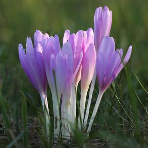 Colchicums Autum. Major