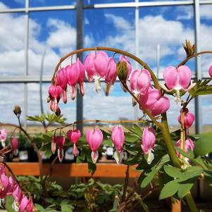 Dicentra Spectabilis