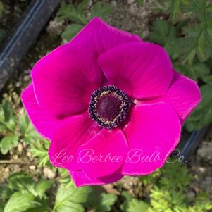 Anemone Carmel Pink