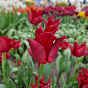 Tulip Coronet Red Dress