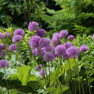 Allium Millenium