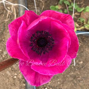 Anemone Jerusalem Pink