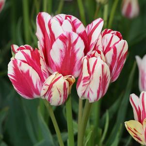 Tulip Bunchflowering Flaming Club