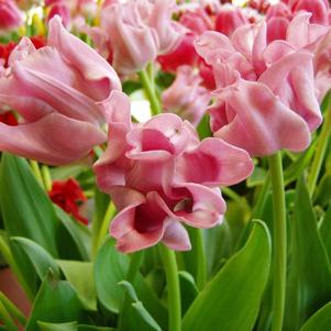 Tulip Coronet Picture