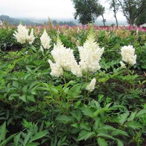 Astilbe White Gloria (arendsii hyb)