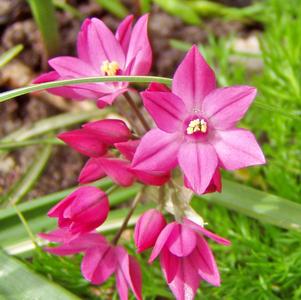 Allium Ostrowskianum