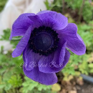 Anemone Carmel Blue