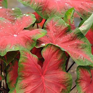 Caladium Fancy Leaf Freida Hemple