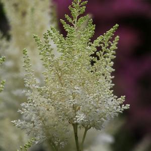 Astilbe Diamant (arendsii hyb)