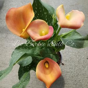 Zantedeschia Havana