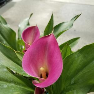 Zantedeschia Sumatra