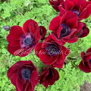 Anemone Carmel Bordeaux