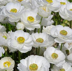 Anemone Galilee Albino