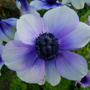 Anemone Jerusalem Blue-White