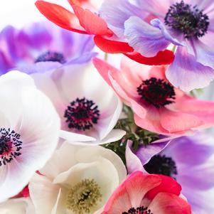 Anemone Galilee Pastel