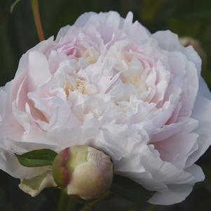 Peony lactiflora Mother's Choice