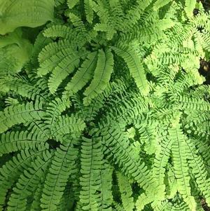 Adiantum pedatum Maidenhair