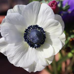 Anemone Galilee White