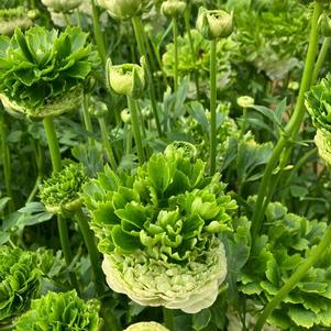 Ranunculus Crown Giverny