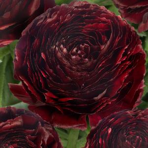 Ranunculus Romance Perigord