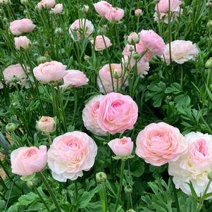 Ranunculus Romance Seine