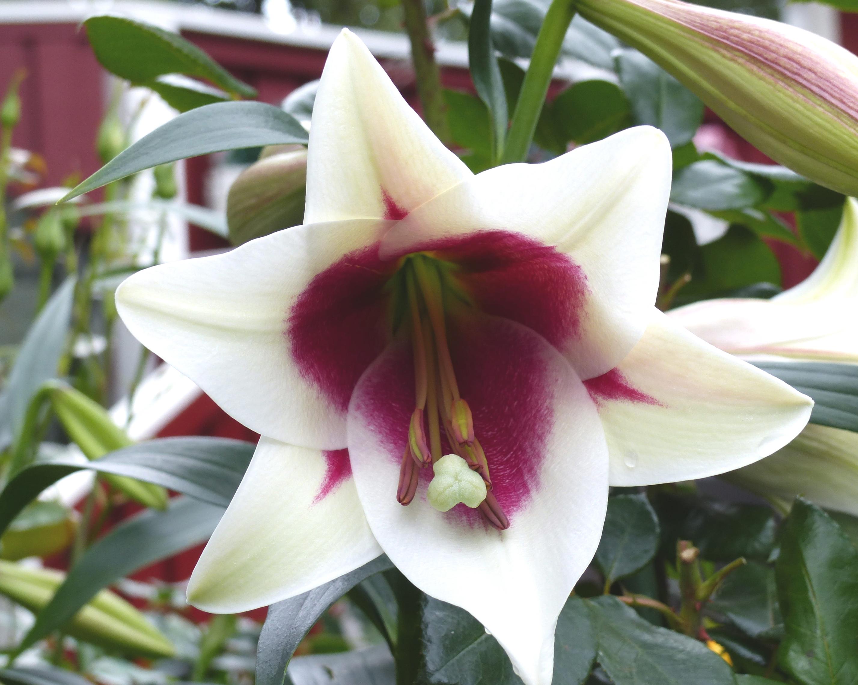 Lilies Oriental Trumpet 'Leslie Woodruff' - Tree Lilies/Orienpet Lily from Leo Berbee Bulb Company