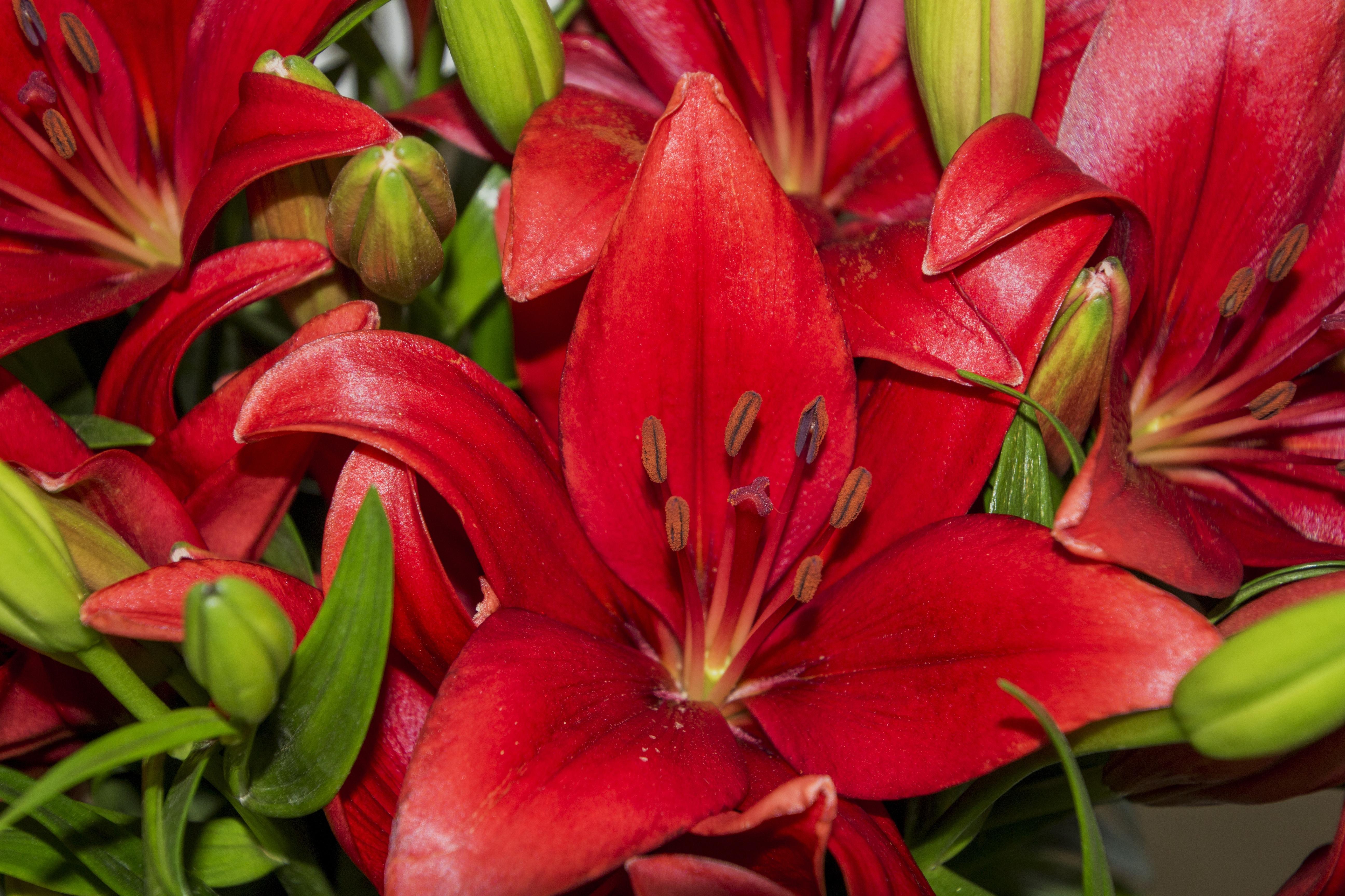 Lilies Longiflorum Asiatic 'Pokerface' - LA Hybrid Lilies from Leo Berbee Bulb Company