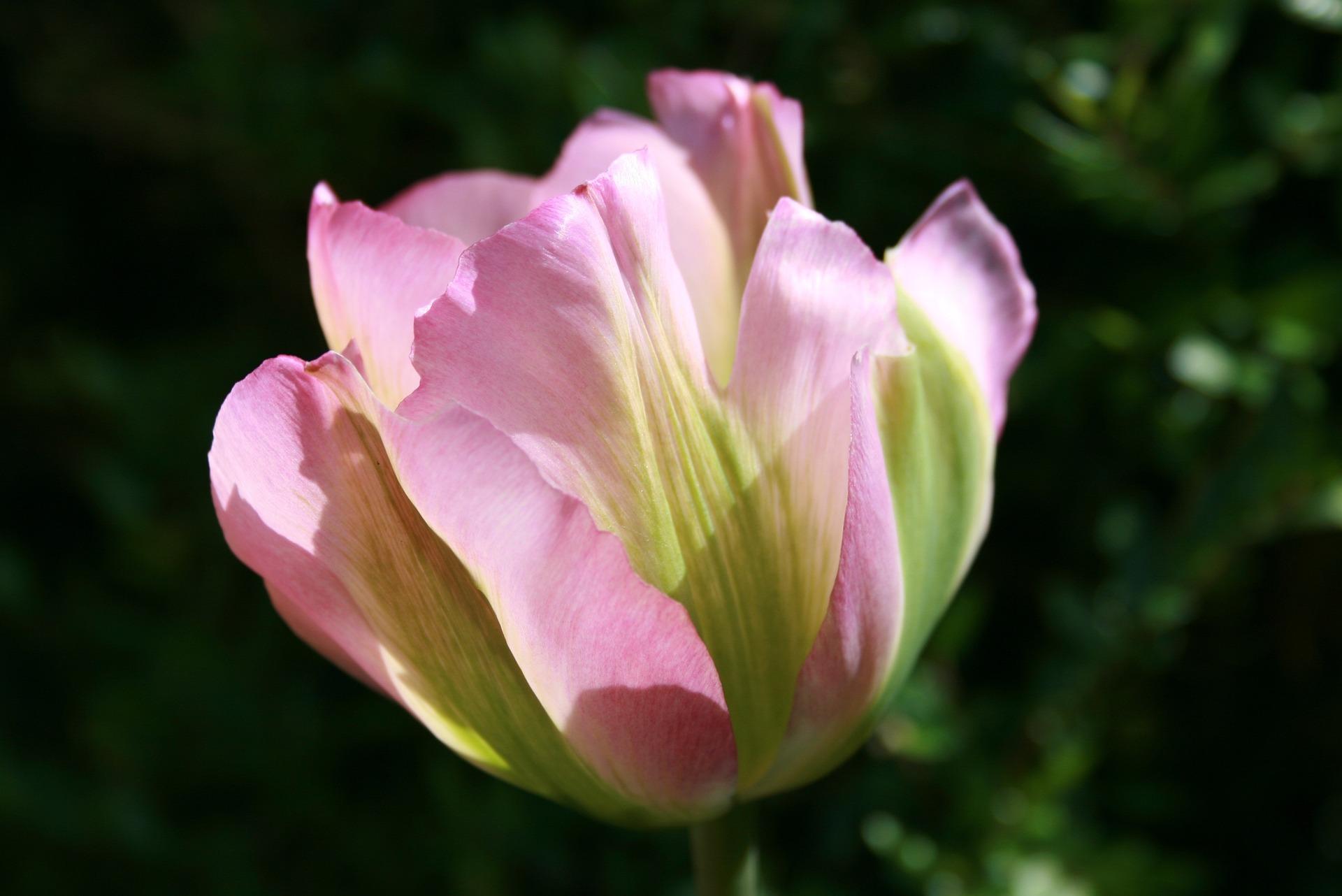 Tulip Viridiflora 'Groenland' - Tulip from Leo Berbee Bulb Company