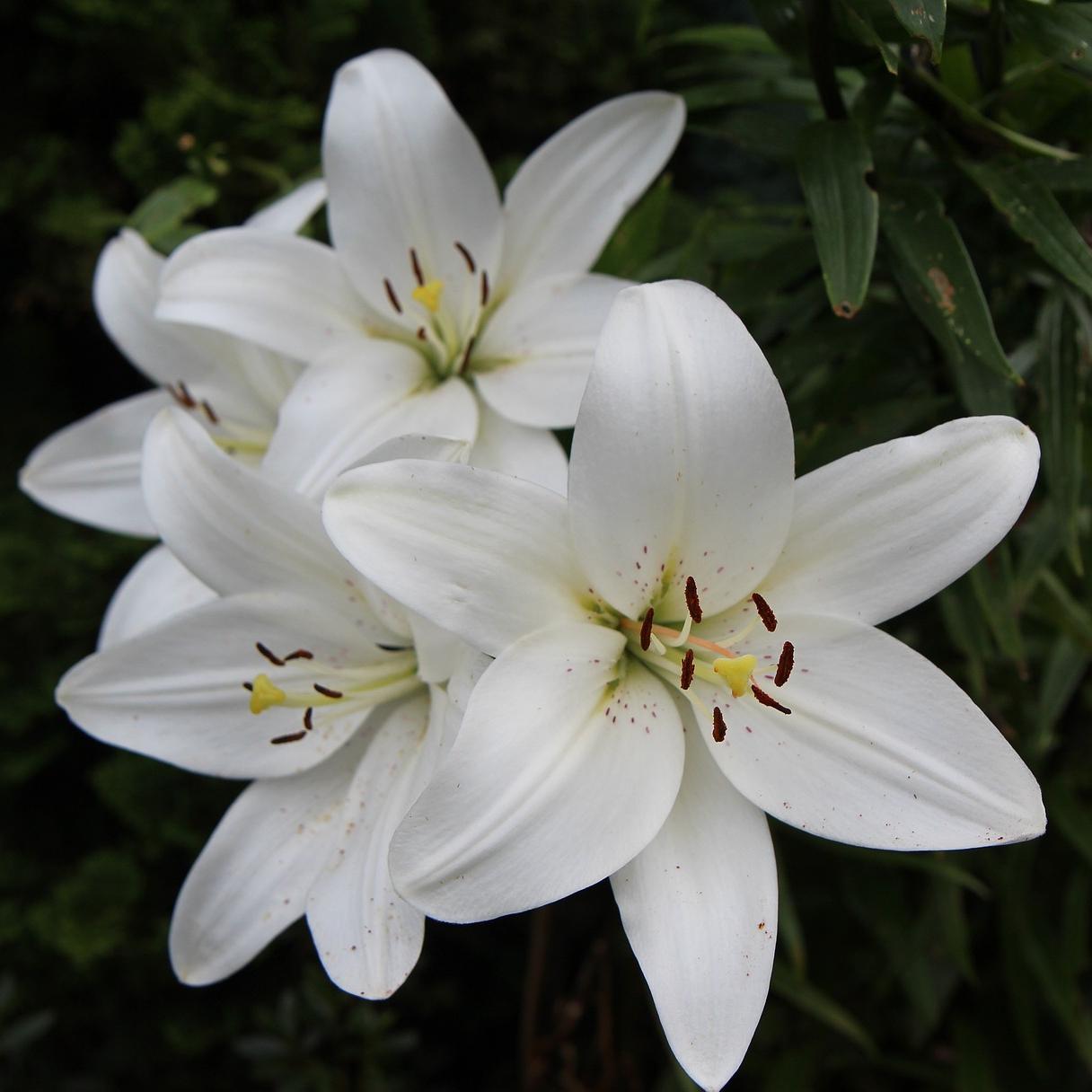 Lilies Asiatic 'White Sound 16/18' - Outdoor Lilies - Pre-Order for 2024 from Leo Berbee Bulb Company