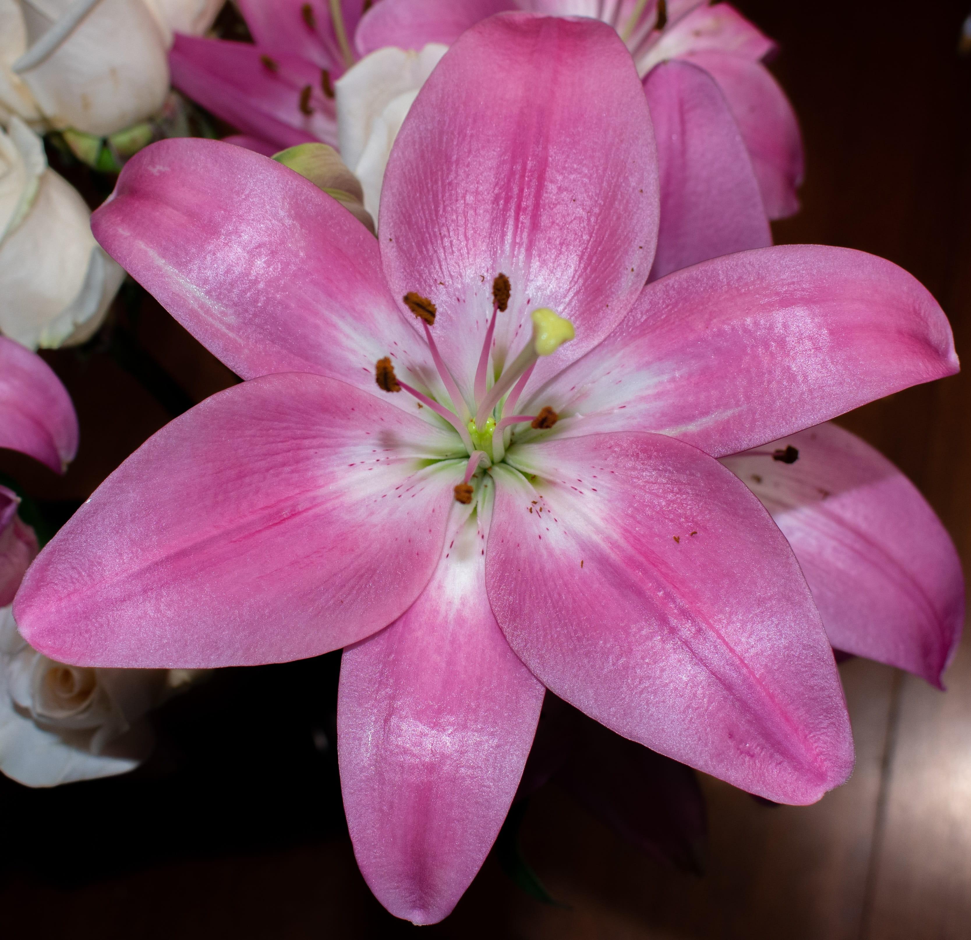 Lilies Asiatic 'Arbatax 16/18' - Outdoor Lilies - Coming Soon for 2024 from Leo Berbee Bulb Company