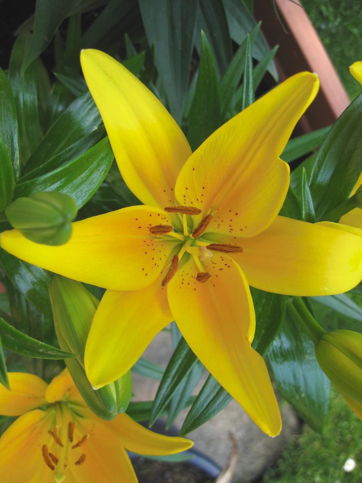 Lilies Asiatic 'Tiny Bee' - Pot Lilies - Coming Soon for 2024 from Leo Berbee Bulb Company
