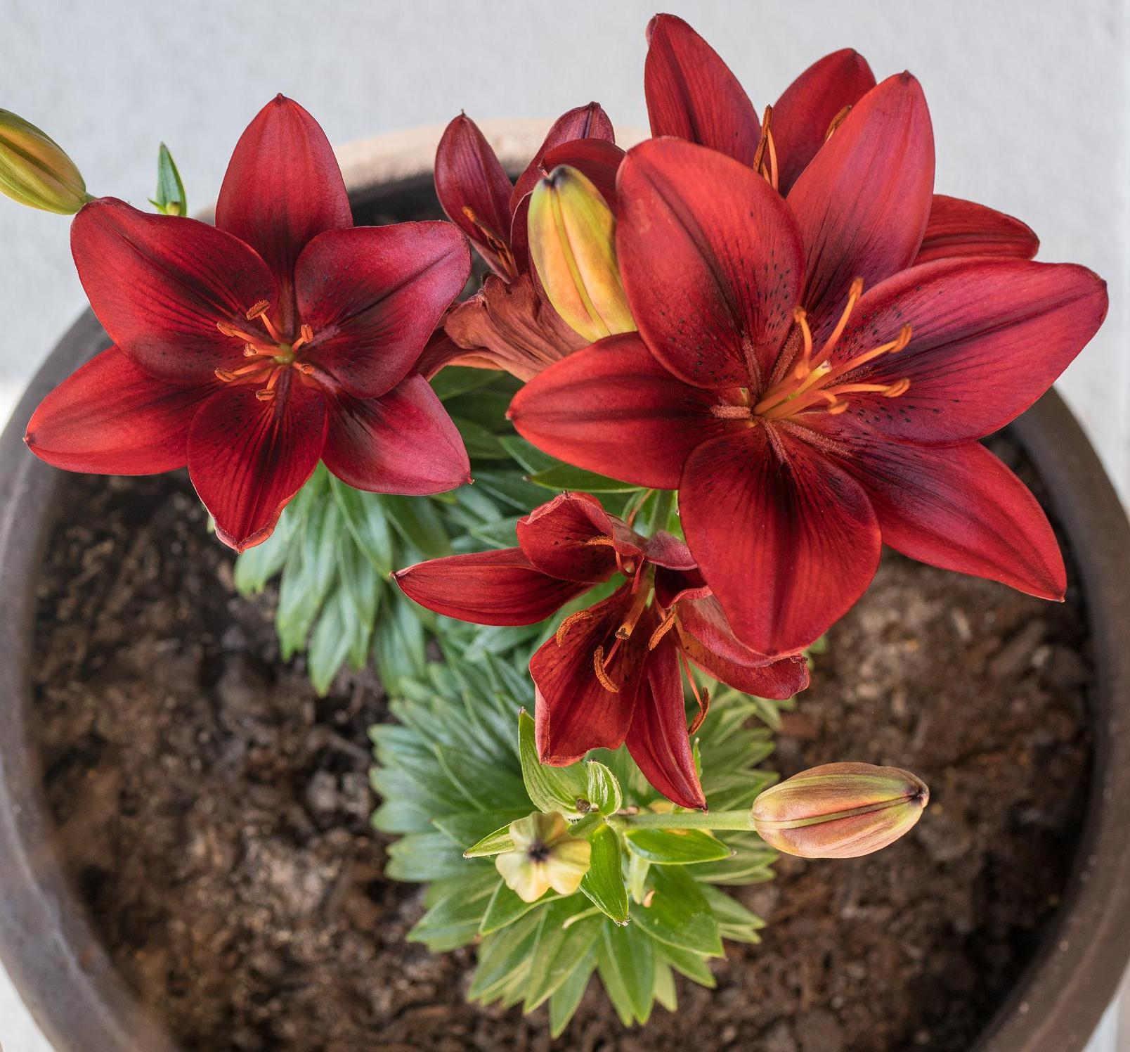 Lilies Asiatic 'Tiny Comfort' - Pot Lilies - Coming Soon for 2024 from Leo Berbee Bulb Company