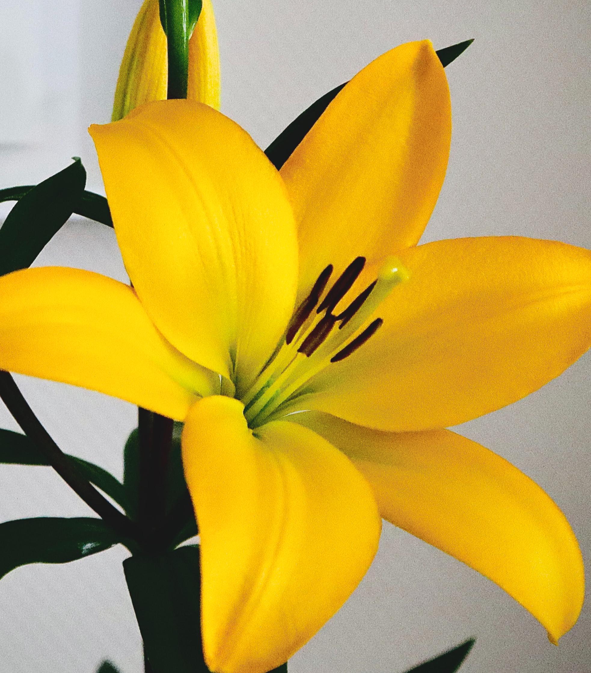 Lilies Longiflorum Asiatic 'Scipione' - LA Hybrid Lilies - Coming Soon for 2024 from Leo Berbee Bulb Company